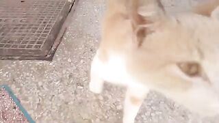 Fierce cat attacks feeder's hand in an unexpected twist