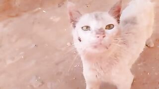 Kitten with distinctive ears eagerly signals lunchtime to his big family