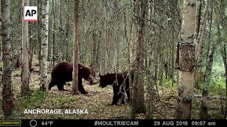 Trail cameras capture how close wolves, moose and more live to people in Anchorage.