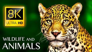 Animals & Wildlife 8K ULTRA HD • Relaxing Music