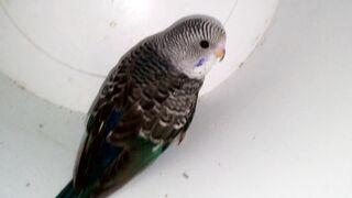 The Stunning Black Wing Budgerigar A Marvel of Mutation!.