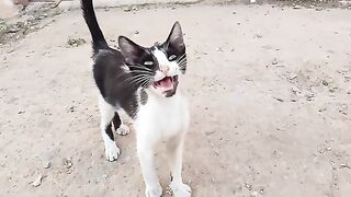 I didn't know why this stray cat was meowing loudly without stopping