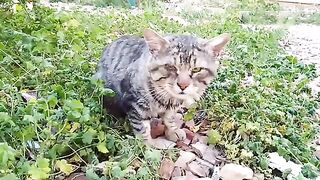 I found a stray cat in the garden screaming from hunger