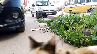 Twin kittens have distinctive ears that tell their mother I brought food