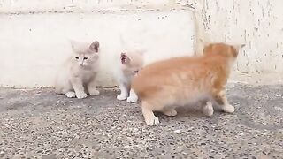 Poor kittens without a mother wait for me every day