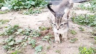 Three hungry kittens who lost their mother attacked the food