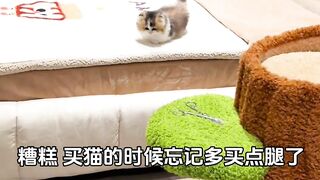 Cute and Funny Cat