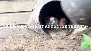 Guinea pigs exit and enter the tube.