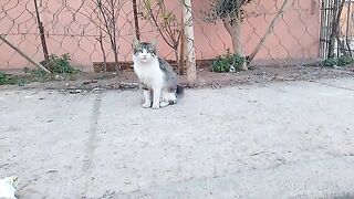 A charming stray kitten signals her twin brother and mother cat's hunger