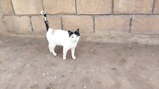 Cute mother cat is trying to find her kitten and her husband to share food with them