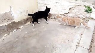 Aggressive reaction from a stray cat that tried to scratch my hand