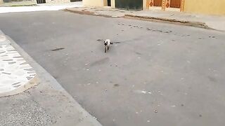 A stray Siamese cat keeps meowing loudly and asking for food