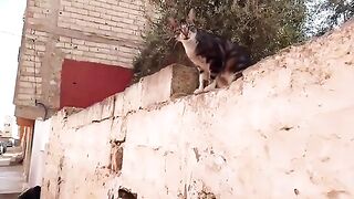 A stray cat jumped off the wall when she saw the food