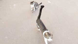 A mother cat got angry with me after she saw me playing with her kittens