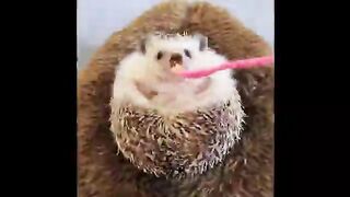 How to make Hedgehog happ