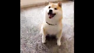 Shiba Inus be like