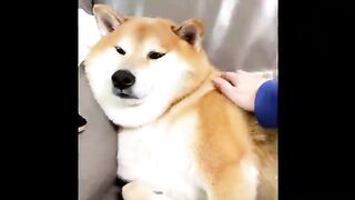 Shibe has low Battery