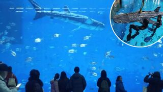 Shenzhen aquarium accused of putting robotic shark in fish tank