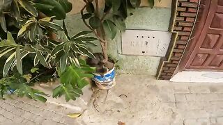 Poor mother cat and her sick kitten sleeping on a tree trunk:a scene of tenderness awaiting recovery