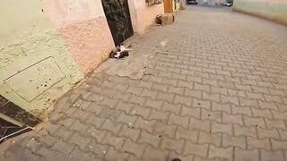 The mother sleeps on the floor with her kittens above her: a beautiful scene that hides sadness