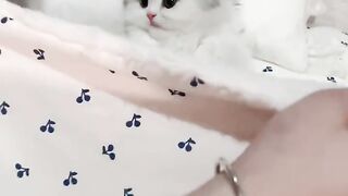 cute kittens