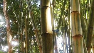 Just Relax di kebun bamboo