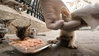 Orphaned Stray Kittens: Cries of Hunger and a Sick Eye in Search of Warmth and Care