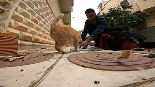 Shy Treasures: Cats with Stunning Eyes and Rare Colors that Steal Hearts