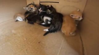 Mama Cat, the poor thing, takes me to her newborn kittens that are in a box.