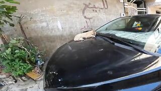 A gentle orange cat sleeps on the car roof, accompanied by a sleek black cat with mesmerizing eyes