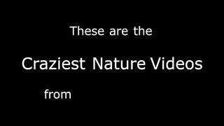 Craziest Nature Videos of the Decade