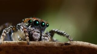 Peacock Spider Mating Dance.