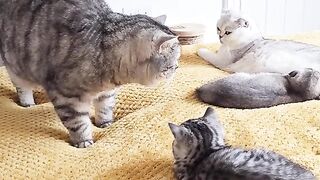 Cat Chloe & kittens