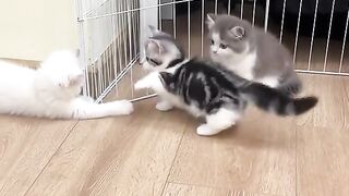 kittens are playing