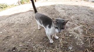 Meowing and Rolling: A Beautiful and Friendly Cat Asking for Play and Food