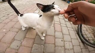 A Hungry Cat Knocks on My Heart's Door: A  for Food and Affection