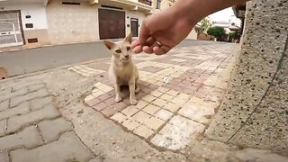 Motherhood and Giving: The story of a pregnant cat searching for food to nourish her waiting kittens