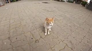 Cute and adorable orange cats. Their meow is so cute and lovely