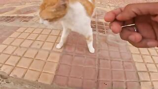 A very beautiful calico cat and the pregnant tabby cat is hungry. It was a  day