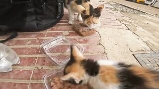 Mother cat and her kittens enjoy their delicious food