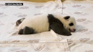 Berlin Zoo unveils newborn panda twin cubs _ AFP.