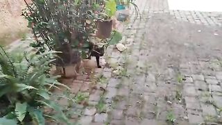 Mama Cat was teaching her little ones to walk, but they forgot the way. They were very hungry