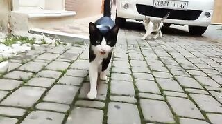 Tuxedo cat wants food from me and calico is shy but very cute