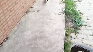 The tuxedo cat and her newborn kittens greet me with loud, gentle meows. They are so beautiful