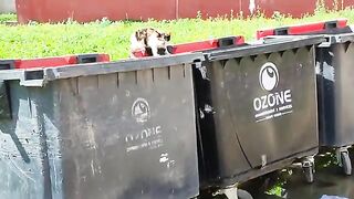 Kittens eat from the garbage because they are hungry