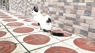 A very beautiful calico cat meowing loudly She has very hungry kittens