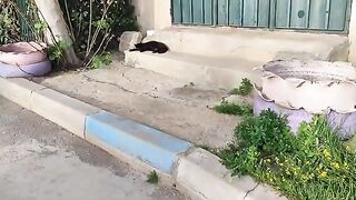 Have you ever seen two pregnant black cats? You won't believe how cute they are