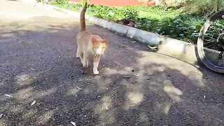 The ginger and tabby cats came quietly one by one and asked me sweetly for food