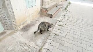 A long-haired tabby cat says, Thank you: for the food and love