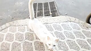 A white cat with different eyes with a tabby and a cute orange cat misses me a lot and wants food